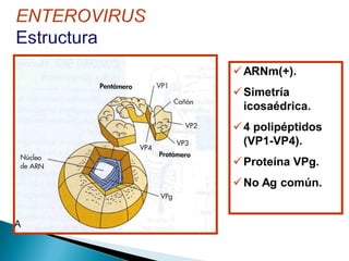 ARNm(+).
Simetría
icosaédrica.
4 polipéptidos
(VP1-VP4).
Proteína VPg.
No Ag común.
 