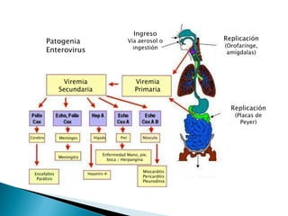 Heces
Patogenia
Enterovirus
Replicación
(Placas de
Peyer)
Ingreso
Vía aerosol o
ingestión
Viremia
Primaria
Viremia
Secundaria
Cerebro Meninges
Meningitis
Hígado
Hepatitis A
Piel Músculo
Encefalitis
Parálisis
Miocarditis
Pericarditis
Pleurodinia
Enfermedad Mano, pie,
boca / Herpangina
Replicación
(Orofaringe,
amígdalas)
 