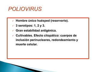  Hombre único huésped (reservorio).
 3 serotipos: 1, 2 y 3.
 Gran estabilidad antigénica.
 Cultivables. Efecto citopático: cuerpos de
inclusión perinucleares, redondeamiento y
muerte celular.
 