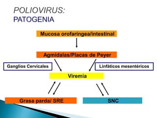Mucosa orofaríngea/intestinal
Agmídalas/Placas de Peyer
Viremia
Grasa parda/ SRE SNC
Ganglios Cervicales Linfáticos mesentéricos
 