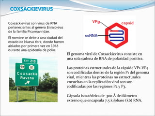 COXSACKIEVIRUS
Coxsackievirus son virus de RNA
pertenecientes al género Enterovirus
de la familia Picornaviridae.
El nombre se debe a una ciudad del
estado de Nueva York, donde fueron
aislados por primera vez en 1948
durante una epidemia de polio.
El genoma viral de Coxsackievirus consiste en
una sola cadena de RNA de polaridad positiva.
Las proteínas estructurales de la cápside VP1-VP4
son codificadas dentro de la región P1 del genoma
viral, mientras las proteinas no estructurales
envueltas en la replicación viral son son
codificadas por las regiones P2 y P3.
Cápsula isocaédrica de 300 Å de diámetro
externo que encapsula 7.5 kilobase (kb) RNA.
 