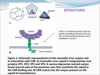 Figure 3. Schematic representation of the coxsackie virus canyon and
its interaction with CAR. A) Coxsackie virus capsid is integrated by viral
proteins VP1, VP2, VP3 and VP4. A narrow depression termed canyon
found around each of the pentamer axes that constitute the capsid is
the CAR binding site. B) CAR inserts into the canyon present on the
capsid of coxsackievirus
CAR is a membrane protein with two
Ig-like extracellular domains (D1 and
D2), a transmembrane domain and a
cytoplasmic domain.
ESTRUCTURA
 