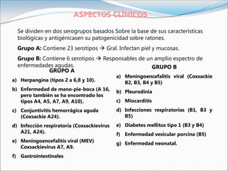 Se dividen en dos serogrupos basados Sobre la base de sus características
biológicas y antigénicasen su patogenicidad sobre ratones.
Grupo A: Contiene 23 serotipos  Gral. Infectan piel y mucosas.
Grupo B: Contiene 6 serotipos  Responsables de un amplio espectro de
enfermedades agudas.
ASPECTOS CLÍNICOS
GRUPO A
a) Herpangina (tipos 2 a 6,8 y 10).
b) Enfermedad de mano-pie-boca (A 16,
pero también se ha encontrado los
tipos A4, A5, A7, A9, A10).
c) Conjuntivitis hemorrágica aguda
(Coxsackie A24).
d) Infección respiratoria (Coxsackievirus
A21, A24).
e) Meningoencefalitis viral (MEV)
Coxsackievirus A7, A9.
f) Gastrointestinales
GRUPO B
a) Meningoencefalitis viral (Coxsackie
B2, B3, B4 y B5)
b) Pleurodinia
c) Miocarditis
d) Infecciones respiratorias (B1, B3 y
B5)
e) Diabetes mellitus tipo 1 (B3 y B4)
f) Enfermedad vesicular porcina (B5)
g) Enfermedad neonatal.
 