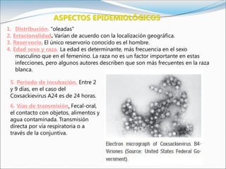 ASPECTOS EPIDEMIOLÓGICOS
1. Distribución. “oleadas”
2. Estacionalidad. Varían de acuerdo con la localización geográfica.
3. Reservorio. El único reservorio conocido es el hombre.
4. Edad sexo y raza. La edad es determinante, más frecuencia en el sexo
masculino que en el femenino. La raza no es un factor importante en estas
infecciones, pero algunos autores describen que son más frecuentes en la raza
blanca.
5. Periodo de incubación. Entre 2
y 9 días, en el caso del
Coxsackievirus A24 es de 24 horas.
6. Vías de transmisión. Fecal-oral,
el contacto con objetos, alimentos y
agua contaminada. Transmisión
directa por vía respiratoria o a
través de la conjuntiva.
 