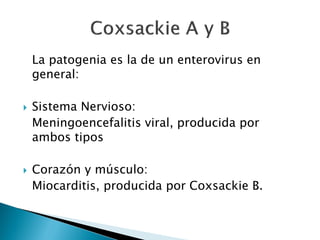 La patogenia es la de un enterovirus en
general:
 Sistema Nervioso:
Meningoencefalitis viral, producida por
ambos tipos
 Corazón y músculo:
Miocarditis, producida por Coxsackie B.
 