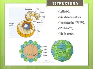 ARNm(+).
Simetría icosaédrica.
4 polipéptidos (VP1-VP4).
Proteína VPg.
No Ag común.
 