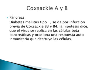  Páncreas:
Diabetes mellitus tipo 1, se da por infección
previa de Coxsackie B3 y B4, la hipótesis dice,
que el virus se replica en las células beta
pancreáticas y ocasiona una respuesta auto
inmunitaria que destruye las células.
 