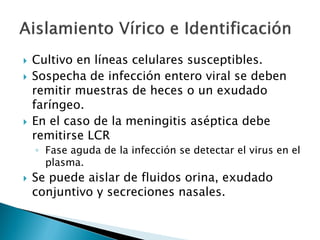  Cultivo en líneas celulares susceptibles.
 Sospecha de infección entero viral se deben
remitir muestras de heces o un exudado
faríngeo.
 En el caso de la meningitis aséptica debe
remitirse LCR
◦ Fase aguda de la infección se detectar el virus en el
plasma.
 Se puede aislar de fluidos orina, exudado
conjuntivo y secreciones nasales.
 