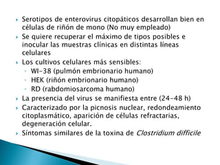  Serotipos de enterovirus citopáticos desarrollan bien en
células de riñón de mono (No muy empleado)
 Se quiere recuperar el máximo de tipos posibles e
inocular las muestras clínicas en distintas líneas
celulares
 Los cultivos celulares más sensibles:
◦ WI-38 (pulmón embrionario humano)
◦ HEK (riñón embrionario humano)
◦ RD (rabdomiosarcoma humano)
 La presencia del virus se manifiesta entre (24-48 h)
 Caracterizado por la picnosis nuclear, redondeamiento
citoplasmático, aparición de células refractarias,
degeneración celular.
 Síntomas similares de la toxina de Clostridium difficile
 