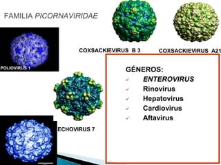 FAMILIA PICORNAVIRIDAE
GÉNEROS:
 ENTEROVIRUS
 Rinovirus
 Hepatovirus
 Cardiovirus
 Aftavirus
POLIOVIRUS 1
COXSACKIEVIRUS A21COXSACKIEVIRUS B 3
ECHOVIRUS 7
 