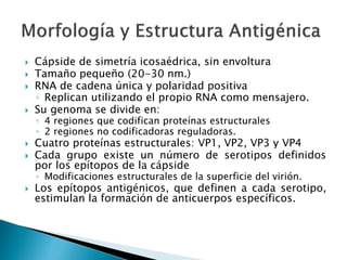  Cápside de simetría icosaédrica, sin envoltura
 Tamaño pequeño (20-30 nm.)
 RNA de cadena única y polaridad positiva
◦ Replican utilizando el propio RNA como mensajero.
 Su genoma se divide en:
◦ 4 regiones que codifican proteínas estructurales
◦ 2 regiones no codificadoras reguladoras.
 Cuatro proteínas estructurales: VP1, VP2, VP3 y VP4
 Cada grupo existe un número de serotipos definidos
por los epítopos de la cápside
◦ Modificaciones estructurales de la superficie del virión.
 Los epítopos antigénicos, que definen a cada serotipo,
estimulan la formación de anticuerpos específicos.
 