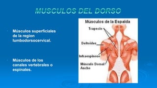 • Músculos superficiales
de la region
lumbodorsocervical.
• Músculos de los
canales vertebrales o
espinales.
 
