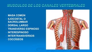  MASA COMÚN
ILIOCOSTAL O
SACROLUMBAR
DORSAL LARGO
TRANSVERSO ESPINOSO
INTERESPINOSO
INTERTRANSVERSOS
COCCÍGEOS