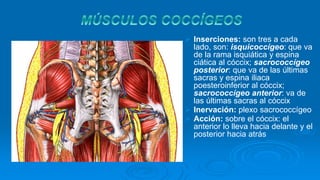  Inserciones: son tres a cada
lado, son: isquicoccígeo: que va
de la rama isquiática y espina
ciática al cóccix; sacrococcígeo
posterior: que va de las últimas
sacras y espina iliaca
poesteroinferior al cóccix;
sacrococcígeo anterior: va de
las últimas sacras al cóccix
Inervación: plexo sacrococcígeo
Acción: sobre el cóccix: el
anterior lo lleva hacia delante y el
posterior hacia atrás