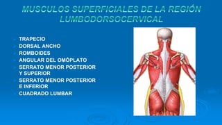  TRAPECIO
DORSAL ANCHO
ROMBOIDES
ANGULAR DEL OMÓPLATO
SERRATO MENOR POSTERIOR
Y SUPERIOR
SERRATO MENOR POSTERIOR
E INFERIOR
CUADRADO LUMBAR