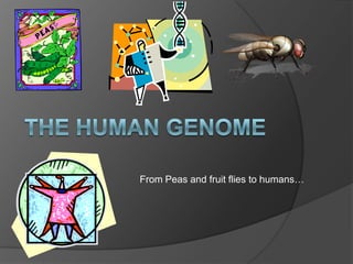 From Peas and fruit flies to humans…
 