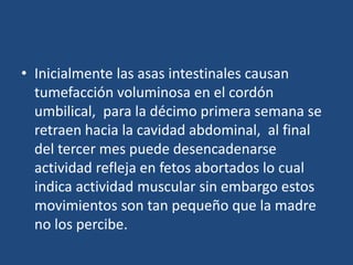 • Inicialmente las asas intestinales causan 
tumefacción voluminosa en el cordón 
umbilical, para la décimo primera semana se 
retraen hacia la cavidad abdominal, al final 
del tercer mes puede desencadenarse 
actividad refleja en fetos abortados lo cual 
indica actividad muscular sin embargo estos 
movimientos son tan pequeño que la madre 
no los percibe. 
 