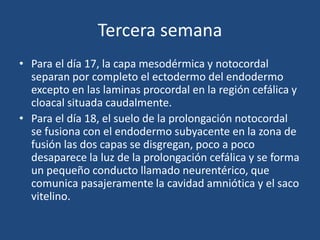 Tercera semana 
• Para el día 17, la capa mesodérmica y notocordal 
separan por completo el ectodermo del endodermo 
excepto en las laminas procordal en la región cefálica y 
cloacal situada caudalmente. 
• Para el día 18, el suelo de la prolongación notocordal 
se fusiona con el endodermo subyacente en la zona de 
fusión las dos capas se disgregan, poco a poco 
desaparece la luz de la prolongación cefálica y se forma 
un pequeño conducto llamado neurentérico, que 
comunica pasajeramente la cavidad amniótica y el saco 
vitelino. 
 