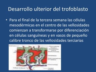 Desarrollo ulterior del trofoblasto 
• Para el final de la tercera semana las células 
mesodérmicas en el centro de las vellosidades 
comienzan a transformarse por diferenciación 
en células sanguíneas y en vasos de pequeño 
calibre tronco de las vellosidades terciarias 
 