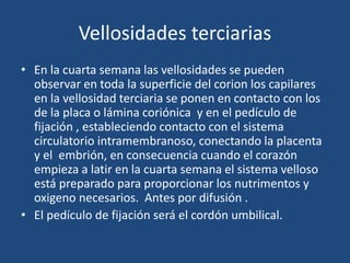 Vellosidades terciarias 
• En la cuarta semana las vellosidades se pueden 
observar en toda la superficie del corion los capilares 
en la vellosidad terciaria se ponen en contacto con los 
de la placa o lámina coriónica y en el pedículo de 
fijación , estableciendo contacto con el sistema 
circulatorio intramembranoso, conectando la placenta 
y el embrión, en consecuencia cuando el corazón 
empieza a latir en la cuarta semana el sistema velloso 
está preparado para proporcionar los nutrimentos y 
oxigeno necesarios. Antes por difusión . 
• El pedículo de fijación será el cordón umbilical. 
 