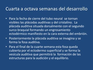 Cuarta a octava semanas del desarrollo 
• Para la fecha de cierre del tubo neural se tornan 
visibles las plácodas auditivas y del cristalino. La 
plácoda auditiva situada dorsalmente con el segundo 
surco braquial formando un engrosamiento 
ectodérmico manifiesto en la cara externa del embrión. 
• Posteriormente la plácoda auditiva se invagina y se 
forma la fosa auditiva. 
• Para el final de la cuarte semana esta fosa queda 
cubierta por el ectodermo superficial y se forma la 
vesícula auditiva que permitirá la formación de las 
estructuras para la audición y el equilibrio. 
 