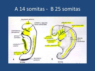 A 14 somitas - B 25 somitas 
 