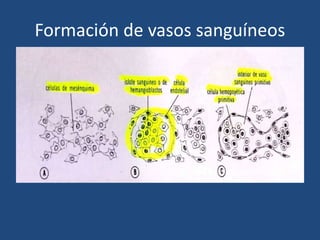 Formación de vasos sanguíneos 
 