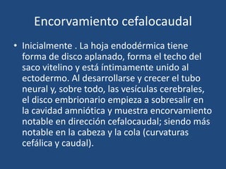 Encorvamiento cefalocaudal 
• Inicialmente . La hoja endodérmica tiene 
forma de disco aplanado, forma el techo del 
saco vitelino y está íntimamente unido al 
ectodermo. Al desarrollarse y crecer el tubo 
neural y, sobre todo, las vesículas cerebrales, 
el disco embrionario empieza a sobresalir en 
la cavidad amniótica y muestra encorvamiento 
notable en dirección cefalocaudal; siendo más 
notable en la cabeza y la cola (curvaturas 
cefálica y caudal). 
 