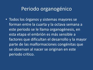 Periodo organogénico 
• Todos los órganos y sistemas mayores se 
forman entre la cuarta y la octava semana a 
este periodo se le llama organogénesis, en 
esta etapa el embrión es más sensible a 
factores que dificultan el desarrollo y la mayor 
parte de las malformaciones congénitas que 
se observan al nacer se originan en este 
periodo crítico. 
 