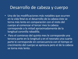 Desarrollo de cabeza y cuerpo 
• Una de las modificaciones más notables que ocurren 
en la vida fetal es el desarrollo de la cabeza éste se 
torna más lento en comparación con el resto del 
cuerpo al comenzar el tercer mes la cabeza 
corresponde a la mitad aproximadamente de la 
longitud coronilla rabadilla. 
• Para el comienzo del quinto mes le corresponde una 
tercera parte en la longitud y en el neonato una cuarta 
parte le corresponde en consecuencia con el tiempo el 
crecimiento del cuerpo se apresura pero el de la cabeza 
se torna más lento. 
 