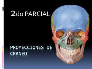 PROYECCIONES DE
CRANEO
2do PARCIAL
 