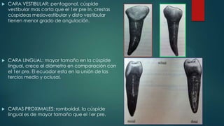  CARA VESTIBULAR: pentagonal, cúspide
vestibular mas corta que el 1er pre In, crestas
cúspideas mesiovestibular y disto vestibular
tienen menor grado de angulación.
 CARA LINGUAL: mayor tamaño en la cúspide
lingual, crece el diámetro en comparación con
el 1er pre. El ecuador esta en la unión de los
tercios medio y oclusal.
 CARAS PROXIMALES: romboidal, la cúspide
lingual es de mayor tamaño que el 1er pre.
 