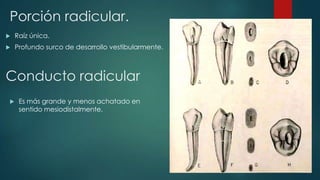 Porción radicular.
 Raíz única.
 Profundo surco de desarrollo vestibularmente.
Conducto radicular
 Es más grande y menos achatado en
sentido mesiodistalmente.
 