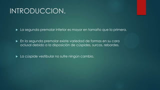 INTRODUCCION.
 La segunda premolar inferior es mayor en tamaño que la primera.
 En la segunda premolar existe variedad de formas en su cara
oclusal debido a la disposición de cúspides, surcos, rebordes.
 La cúspide vestibular no sufre ningún cambio.
 