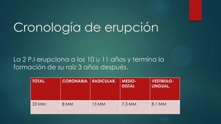 Cronología de erupción
La 2 P.I erupciona a los 10 u 11 años y termina la
formación de su raíz 3 años después.
TOTAL. CORONARIA RADICULAR. MESIO-
DISTAL
VESTIBULO-
LINGUAL.
23 MM 8 MM 15 MM 7.3 MM 8.1 MM
 