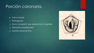 Porción coronaria.
 Cara oclusal:
 Pentagonal
 Surco completo que separa las 2 cúspides.
 Diámetros equilibrados
 Apófisis adamantina.
Porción coronaria.
 