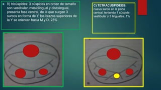  B) tricúspides: 3 cúspides en orden de tamaño
son vestibular, mesiolingual y distolingual,
presenta fosa central, de la que surgen 3
surcos en forma de Y, los brazos superiores de
la Y se orientan hacia M y D. 23%
C) TETRACUSPIDEOS:
nuevo surco en la parte
central, teniendo 1 cúspide
vestibular y 3 linguales. 1%
 