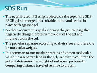 SDS Run
 The equilibrated IPG strip is placed on the top of the SDS-
PAGE gel submerged in a suitable buffer and sealed in
place with agarose gel.
 An electric current is applied across the gel, causing the
negatively charged proteins move out of the gel and
migrate across the gel.
 The proteins separate according to their sizes and therefore
by molecular weight.
 It is common to run marker proteins of known molecular
weight in a separate lane in the gel, in order to calibrate the
gel and determine the weight of unknown proteins by
comparing distance traveled relative to protein.
 