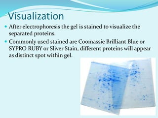 Visualization
 After electrophoresis the gel is stained to visualize the
separated proteins.
 Commonly used stained are Coomassie Brilliant Blue or
SYPRO RUBY or Sliver Stain, different proteins will appear
as distinct spot within gel.
 
