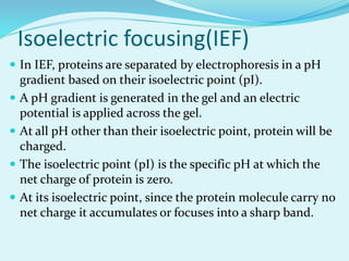 Isoelectric focusing(IEF)
 In IEF, proteins are separated by electrophoresis in a pH
gradient based on their isoelectric point (pI).
 A pH gradient is generated in the gel and an electric
potential is applied across the gel.
 At all pH other than their isoelectric point, protein will be
charged.
 The isoelectric point (pI) is the specific pH at which the
net charge of protein is zero.
 At its isoelectric point, since the protein molecule carry no
net charge it accumulates or focuses into a sharp band.
 