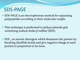 SDS-PAGE
 SDS-PAGE is an electrophoresis method for separating
polypeptides according to their molecular weight.
 This technique is performed in polyacrylamide gels
containing sodium dodecyl sulfate (SDS).
 SDS , an anionic detergent which denatures the protein by
breaking disulfide bonds and give negative charge to each
protein in proportion to its mass.
 