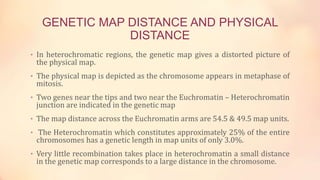 GENETIC MAP DISTANCE AND PHYSICAL
DISTANCE
• In heterochromatic regions, the genetic map gives a distorted picture of
the physical map.
• The physical map is depicted as the chromosome appears in metaphase of
mitosis.
• Two genes near the tips and two near the Euchromatin – Heterochromatin
junction are indicated in the genetic map
• The map distance across the Euchromatin arms are 54.5 & 49.5 map units.
• The Heterochromatin which constitutes approximately 25% of the entire
chromosomes has a genetic length in map units of only 3.0%.
• Very little recombination takes place in heterochromatin a small distance
in the genetic map corresponds to a large distance in the chromosome.
 