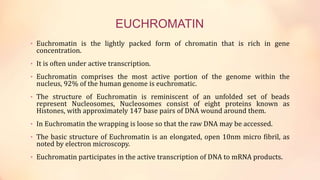 EUCHROMATIN
• Euchromatin is the lightly packed form of chromatin that is rich in gene
concentration.
• It is often under active transcription.
• Euchromatin comprises the most active portion of the genome within the
nucleus, 92% of the human genome is euchromatic.
• The structure of Euchromatin is reminiscent of an unfolded set of beads
represent Nucleosomes, Nucleosomes consist of eight proteins known as
Histones, with approximately 147 base pairs of DNA wound around them.
• In Euchromatin the wrapping is loose so that the raw DNA may be accessed.
• The basic structure of Euchromatin is an elongated, open 10nm micro fibril, as
noted by electron microscopy.
• Euchromatin participates in the active transcription of DNA to mRNA products.
 