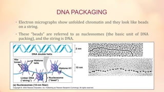 DNA PACKAGING
• Electron micrographs show unfolded chromatin and they look like beads
on a string.
• These “beads” are referred to as nucleosomes (the basic unit of DNA
packing), and the string is DNA.
 