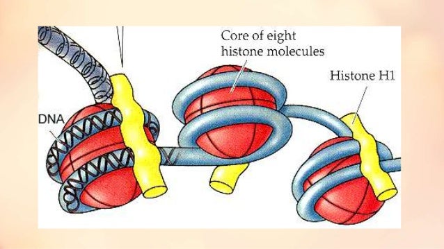 Heterochromatin and euchromatin mains