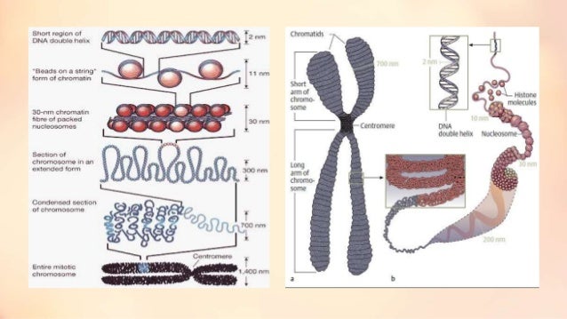 dna recombination