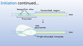 Datamancer Opto Transcripticon 2D Transcription & Translation bio year 12 VCE | PPTX
