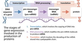 2D Transcription & Translation bio year 12 VCE | PPTX