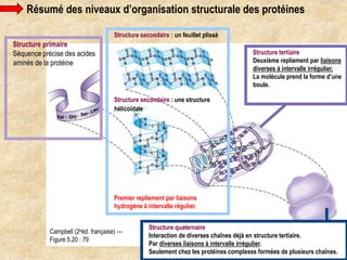 Structure tertiaire
Deuxième repliement par liaisons
diverses à intervalle irrégulier.
La molécule prend la forme d’une
boule.
Résumé des niveaux d’organisation structurale des protéines
Structure primaire
Séquence précise des acides
aminés de la protéine
Structure secondaire : un feuillet plissé
Structure secondaire : une structure
hélicoïdale
Premier repliement par liaisons
hydrogène à intervalle régulier.
Campbell (2eéd. française) —
Figure 5.20 : 79
Structure quaternaire
Interaction de diverses chaînes déjà en structure tertiaire.
Par diverses liaisons à intervalle irrégulier.
Seulement chez les protéines complexes formées de plusieurs chaînes.
 