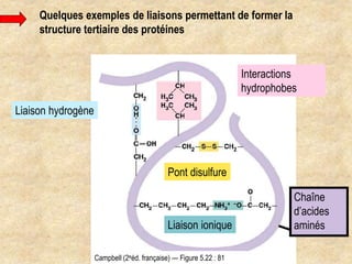 Quelques exemples de liaisons permettant de former la
structure tertiaire des protéines
Pont disulfure
Liaison ionique
Liaison hydrogène
Interactions
hydrophobes
Campbell (2eéd. française) — Figure 5.22 : 81
Chaîne
d’acides
aminés
 